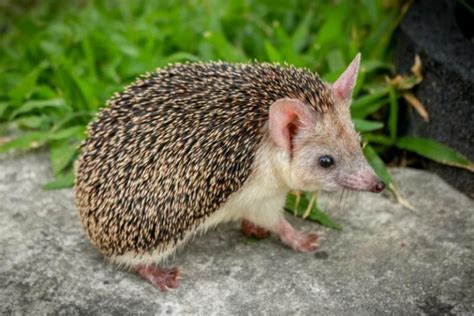 Egyptian Long-Eared Hedgehog: Facts, Pictures, Behavior & Care | Pet Keen