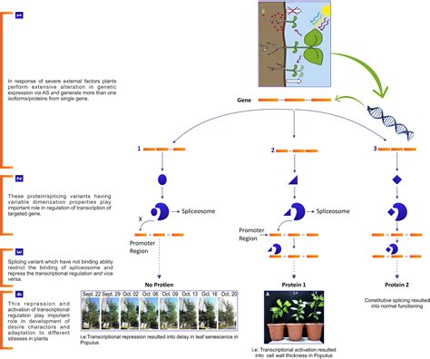 Frontiers Alternative Splicing Transcriptional Regulatory Network In