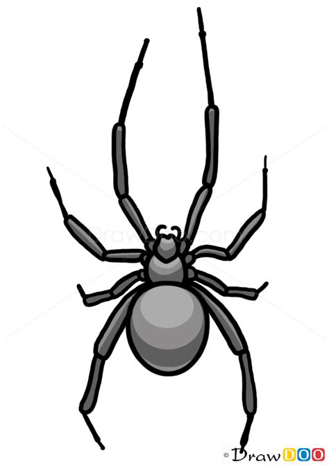 How To Draw A Spiderwild Animals Step By Step Drawing