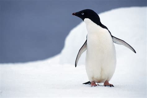 Adélie penguins guide: what they eat, where they live - and why they
