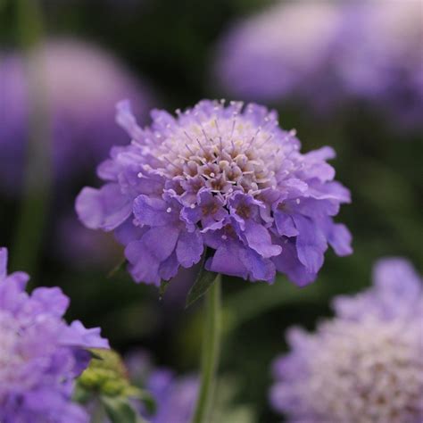 Scabiosa Blue Note Garden Ready Perennial 9cm Pot