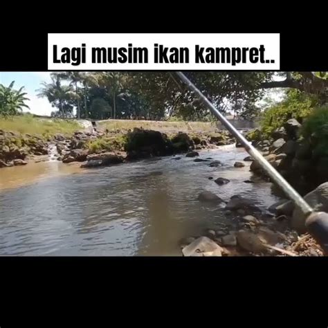 Musimnya Ikan Kampret Shorts Fishing Mancing Mancingmania Ikan