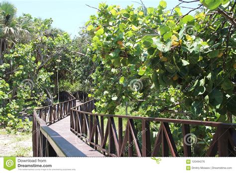 Wooden Road Through The Green Jungle To The Blue Sea Stock Photo