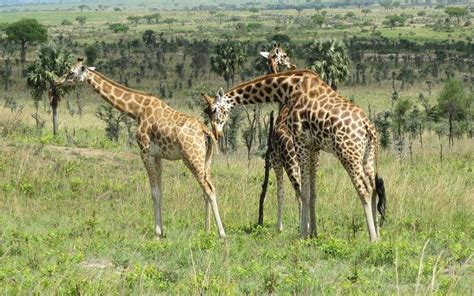 Northern Giraffe (Giraffa camelopardalis)