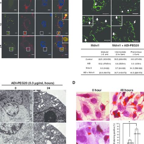 Adi Peg Causes Mitochondrial Fragmentation A Gfp Lc Puncta