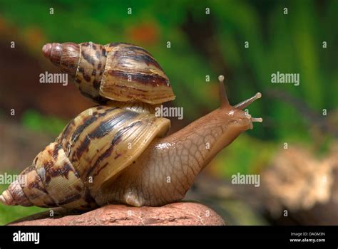 Giant African Land Snails Hi Res Stock Photography And Images Alamy