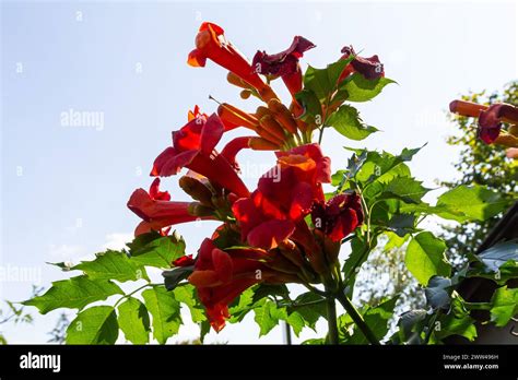 Beautiful Red Flowers Of The Trumpet Vine Or Trumpet Creeper Campsis