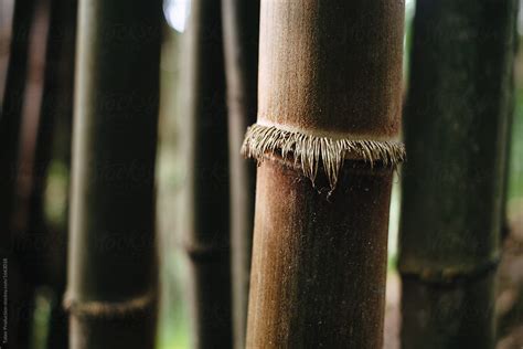 Bamboo Forest By Stocksy Contributor EASY 2 SHOOT Stocksy