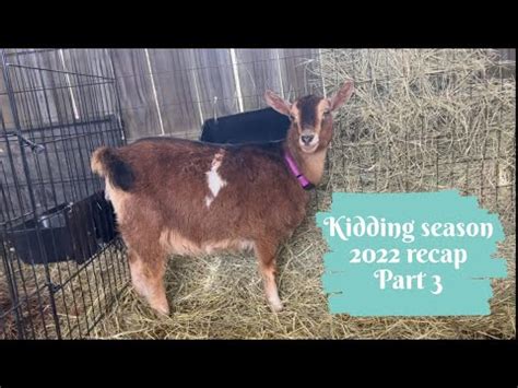 Nigerian Dwarf Goat Gives Birth Graphic YouTube