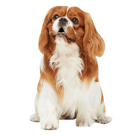 Cute Pets Hd Transparent Cute Pet King Charles Animal Pet Pet Photo