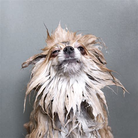 Wet Dog — Sophie Gamand