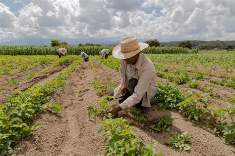 Agricultura familiar o que é características Mundo Educação