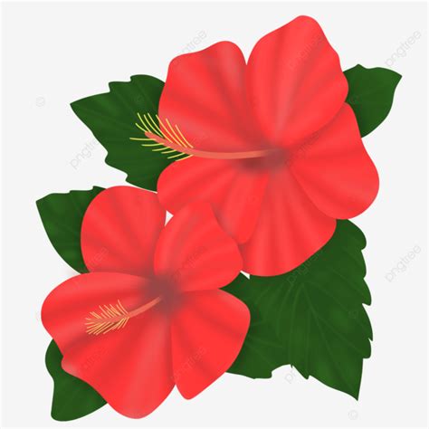 Malaysia Hibiscus National Flower Transparent Background Malaysia