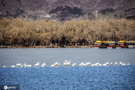 Summer Palace Lake Welcomes Migratory Swans Govt Chinadaily Cn