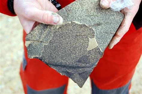 Foulden Maar A 23 Million Year Old Fossil Treasure Trove Rnz