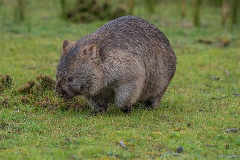 Wombat Animal Australian Marsupial Hd Wallpaper Pxfuel