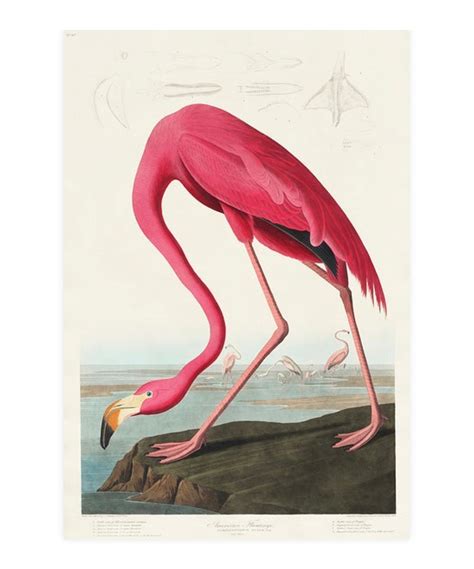 Vintage Pink Flamingo Print Audubon Print Flamingo Print Etsy