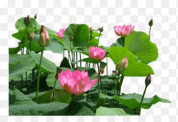 Flor De L Tus Rosa Nelumbo Nucifera Flor L Tus Eg Pcio Lakshmi Cor