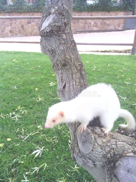 Ferret Life Stock Image Image Of Eyes Life Ferrets 114546107