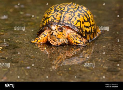 Male Eastern Box Turtle Terrapene Carolina Carolina Crossing A