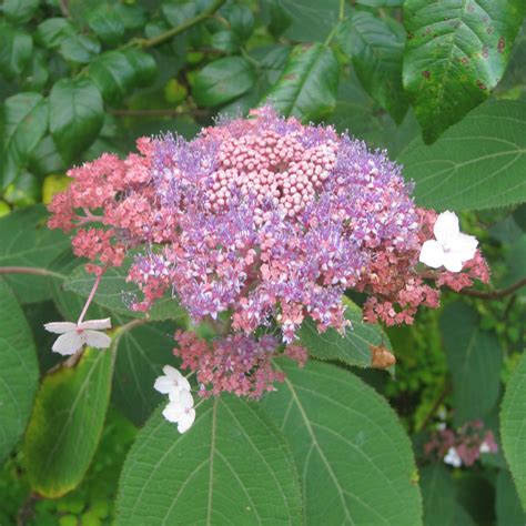 Hydrangea Aspera Hot Chocolate Hortensia Arbustif Au Feuillage Chocolat