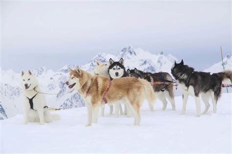 Balade en chiens de traineau OT Saint François Longchamp