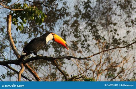 A Giant Toucan Sitting In A Tree Stock Image Image Of Exterior