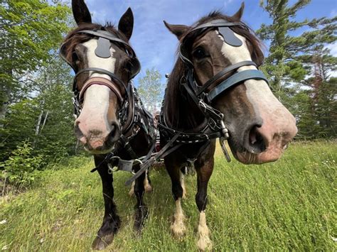 Horse Drawn Wagon And Hayrides Gunflint Lodge