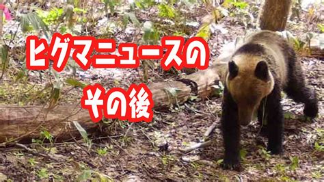 ヒグマニュース その後 Dnaで追う Nhk北海道