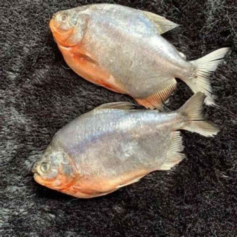 Ikan Bawal Tawar Segar Fresh Berkualitas Gram Lazada Indonesia