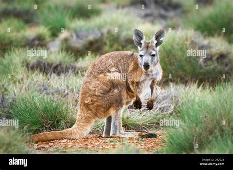 macropus robustus euro wallaroo  res stock photography  images alamy
