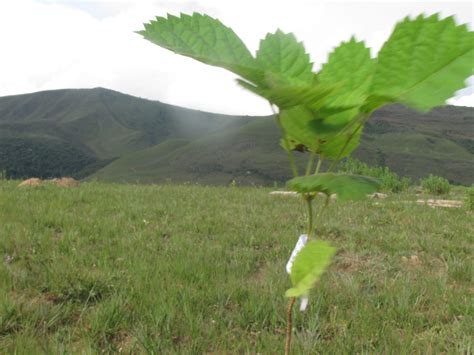 Coração Sem Fim parceiro da campanha Plante Uma Árvore Ikebana