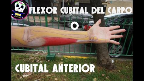 Flexor Cubital del Carpo o Cubital Anterior Anatomía Músculo Masaje