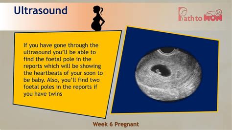 Ppt 6 Weeks Pregnant Pregnancy Week By Week Pregnancy Stages