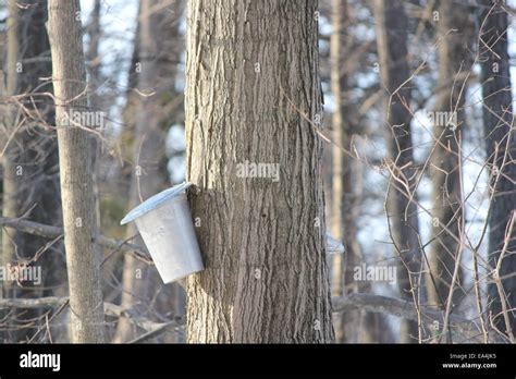 Sap Collection Pail High Resolution Stock Photography And Images Alamy