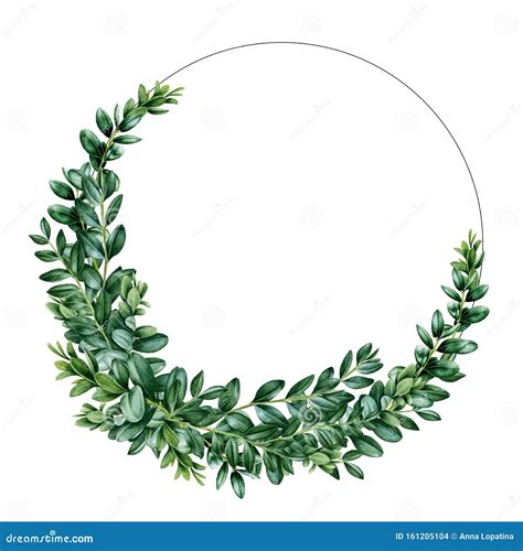 Buxus Wreath Watercolor Illustration Hand Drawn Boxwood Frame From Green Leaves And Branches