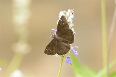 Horace S Duskywing From Georgetown TX USA On June 25 2023 At 02 53