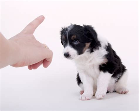 Dresser Son Chien En Minutes Par Jour