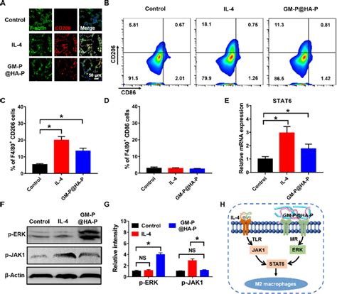 Glycopeptide Hydrogel Effectively Polarized Macrophages Toward M Type