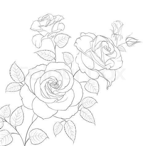 Rose Drawing Outlines at GetDrawings | Free download