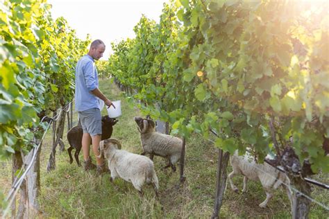 Weingut Paul Stierschneider Urbanushof Vinea Wachau