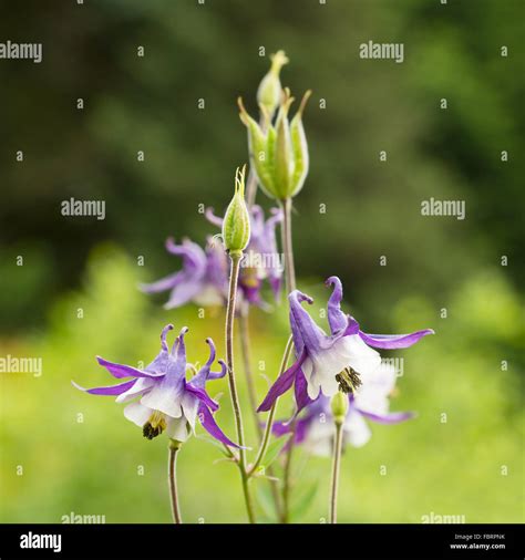 Flowers Aquilegia (Columbine Stock Photo - Alamy