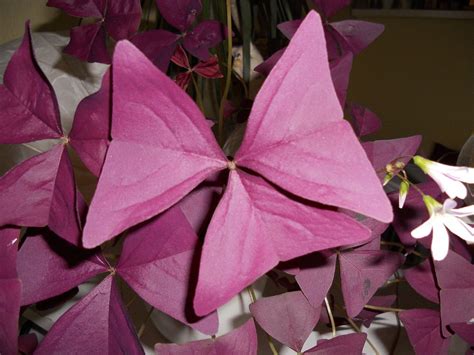 Planta Mariposa Oxalis Triangularis