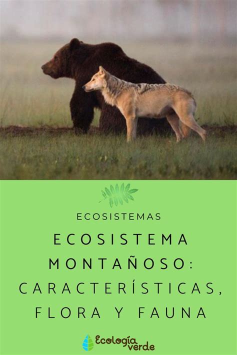 Ecosistema Monta Oso Caracter Sticas Flora Y Fauna Nicas Ecologiayvida