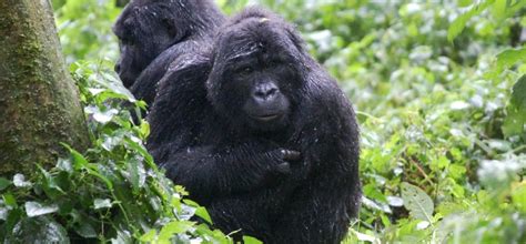 Volcanoes National Park Rwanda Kikooko Africa Safaris