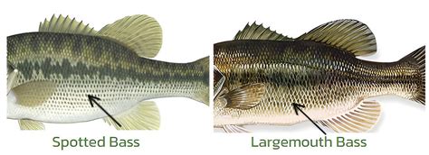 How To Spot The Difference Between Spotted Bass And Largemouth Bass Rip Lips Tips