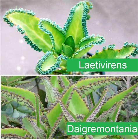 Kalanchoe Medicinal Tollán Herbolaria