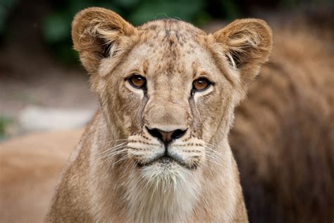 Big Cats Lions Cubs Lioness Whiskers Glance Snout HD Wallpaper