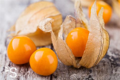 Incaberry physalis Plantes et Actifs Naturels Santéonaturel