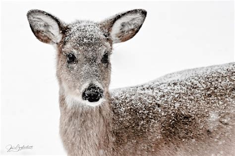 Deer And Fawns Photography Art Jamie Gagliardi Photography Llc